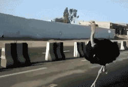 tumblr_m44ka50OGV1qfjjglo1_250.gif